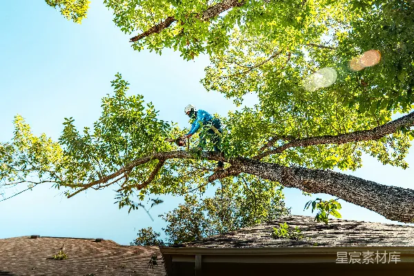 高清摄影 树修剪工正在砍树枝。