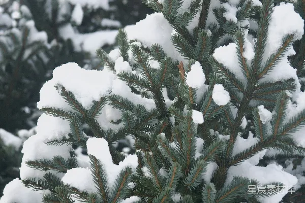 高清摄影 一棵松树被白雪覆盖的特写镜头