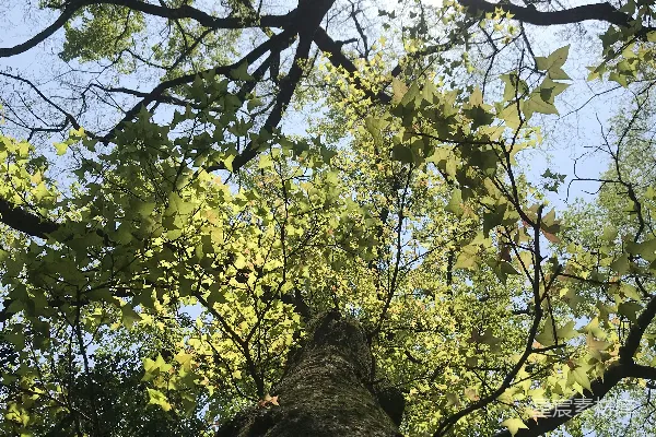 高清摄影 高树