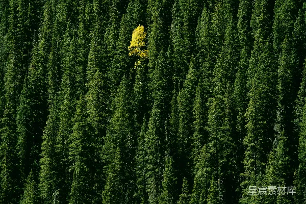 高清摄影 绿叶树木