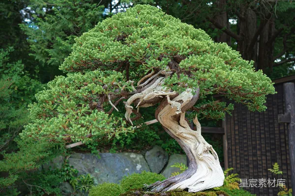 高清摄影 绿色植物放在棕色陶罐里
