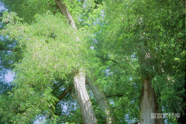高清摄影 森林中一棵巨大的树木
