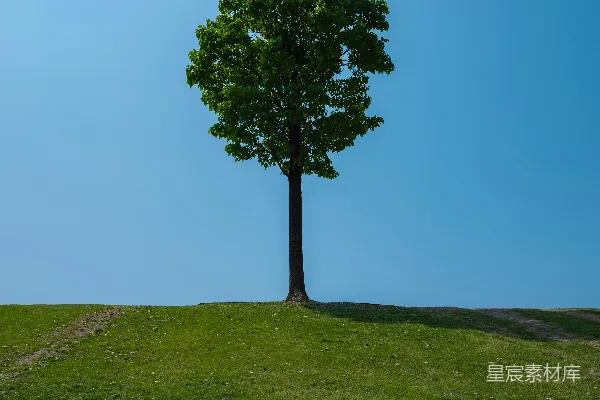 高清摄影 一棵孤树矗立在绿坡之上。