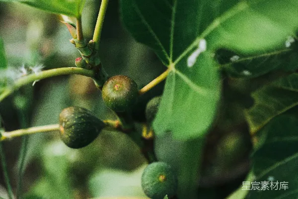 高清摄影 一只昆虫的特写镜头