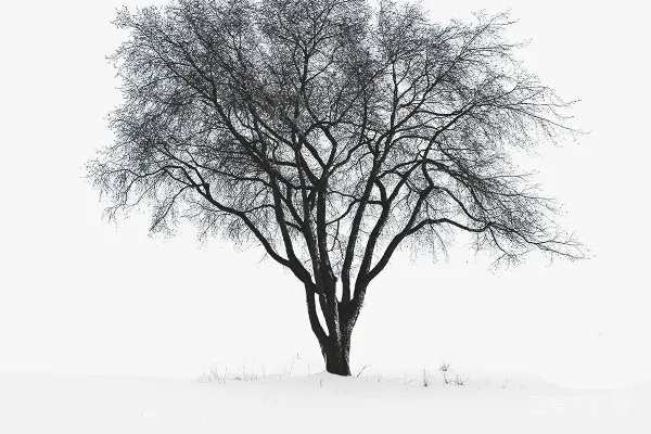 高清摄影 雪原中一棵孤树