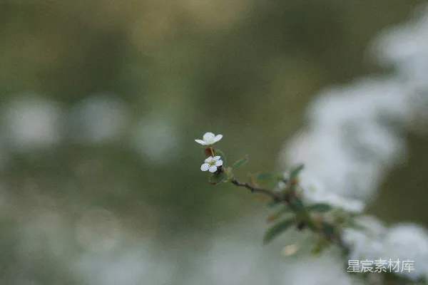 高清摄影 绿叶白花