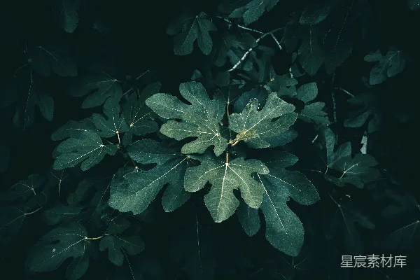 高清摄影 树上树叶的特写镜头