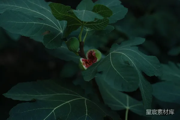 高清摄影 绿色植物上有红圆果