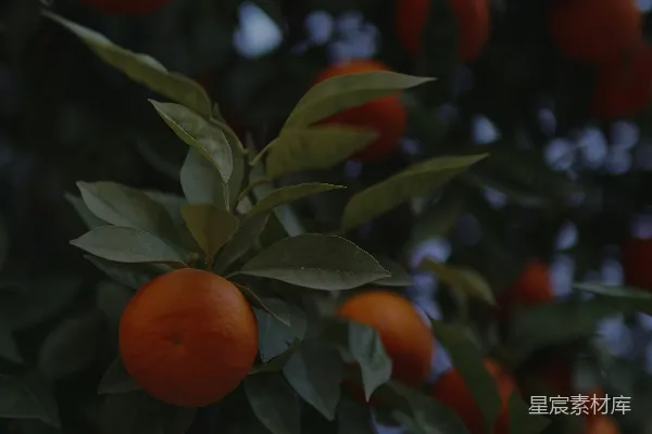 高清摄影 一棵结满了成熟橙子的树
