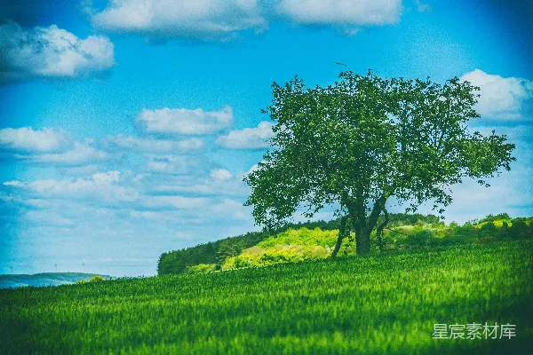 高清摄影 绿叶树