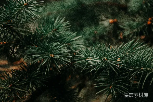 高清摄影 绿圣诞树的倾斜透视镜头摄影