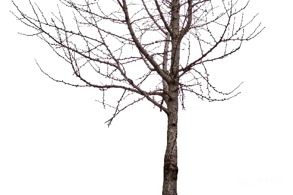 高清摄影 一棵光秃秃的树