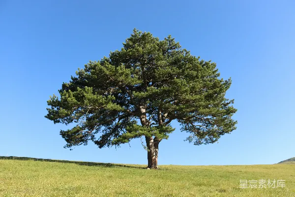 高清摄影 一片孤树矗立在草地之上，蓝天作背景。