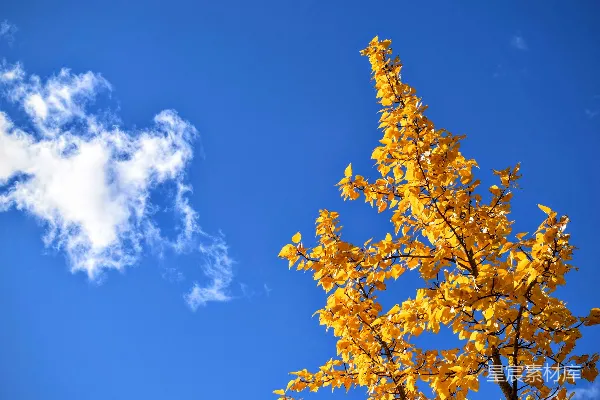 高清摄影 白天落叶的树