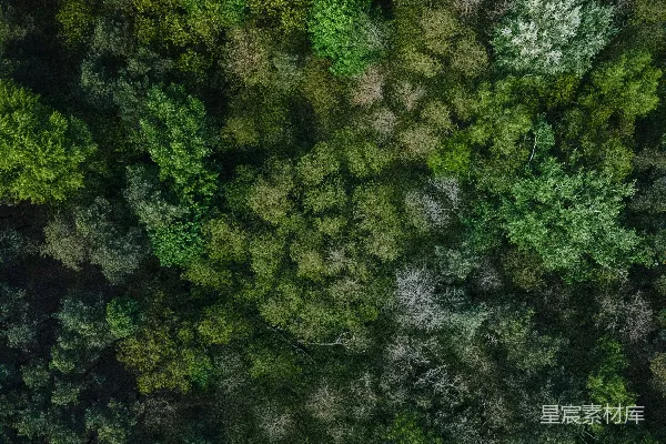 高清摄影 森林中的绿树