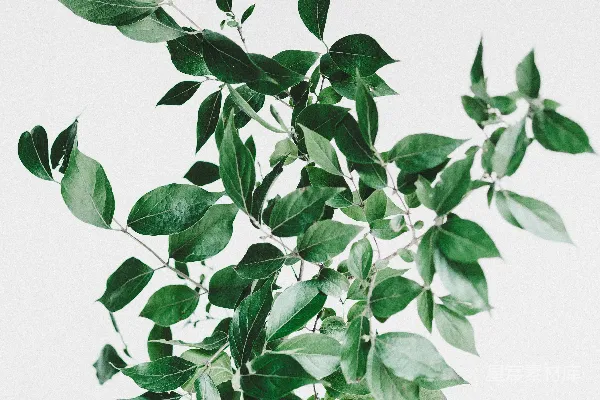 高清摄影 绿叶植物