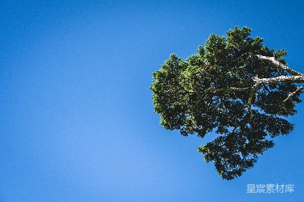 高清摄影 一棵孤树在晴朗的蓝天正中