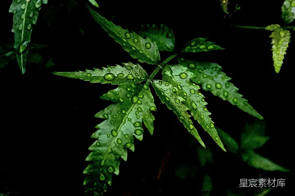 高清摄影 一株植物的特写镜头，上面有水珠。