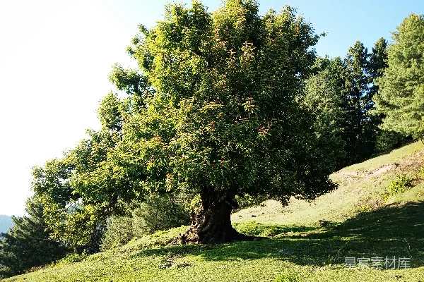 高清摄影 草地中的树