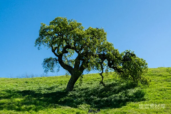 高清摄影 山头一棵树，背景是蓝天。