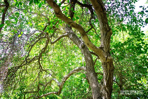 高清摄影 森林里一棵树下的一张长凳