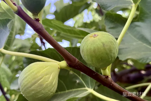高清摄影 三只绿 fig 落在树干上。