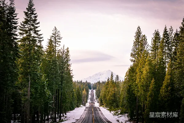 高清摄影 树间的道路