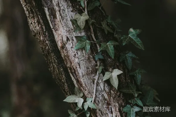 高清摄影 树干上的绿色叶片植物