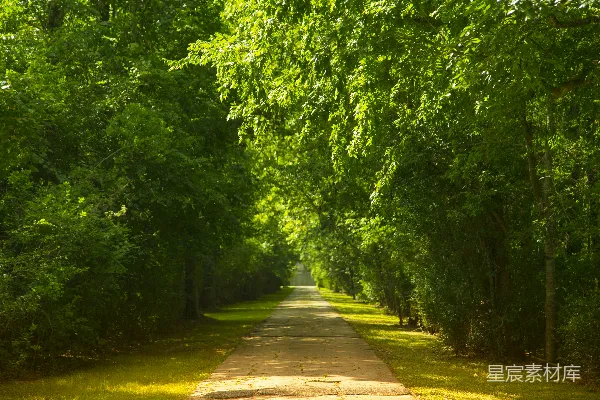 高清摄影 树-lined的步行路径的风景照片