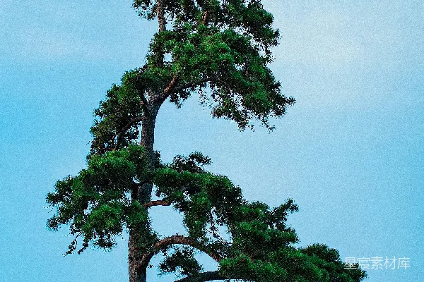 高清摄影 背景中有蓝天的一棵高大松树。