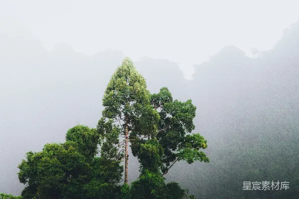 高清摄影 绿叶树