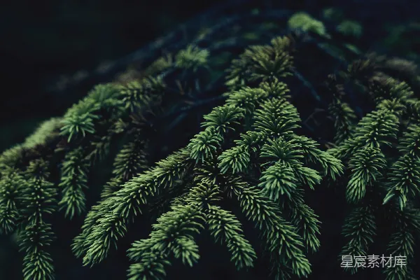 高清摄影 浅聚焦的照片中的绿色植物