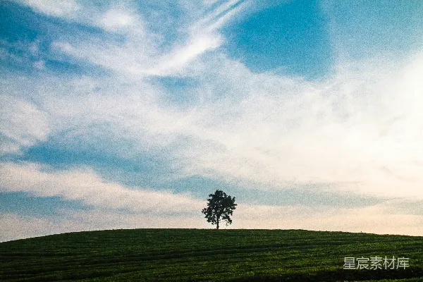 高清摄影 一片孤树矗立在草坡之上，蓝天作背景。