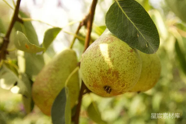 高清摄影 绿 Pear