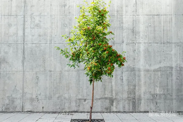高清摄影 绿叶植物