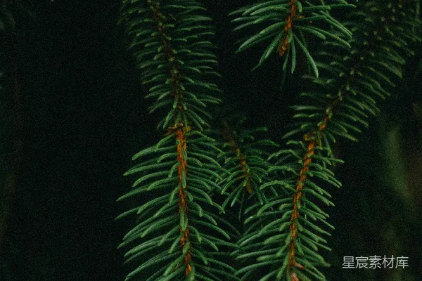 高清摄影 夜间绿松树