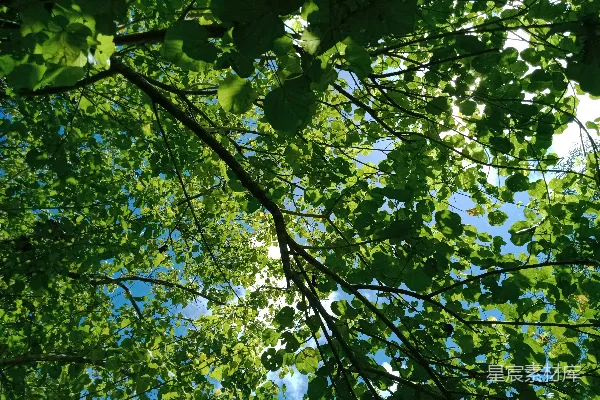 高清摄影 仰望树上的树叶