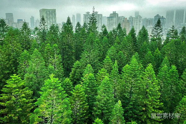 高清摄影 背景中有高建筑物的森林景象