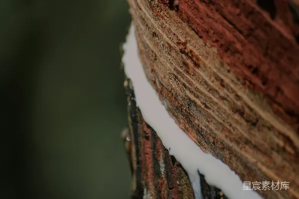 高清摄影 树干上的雪特写