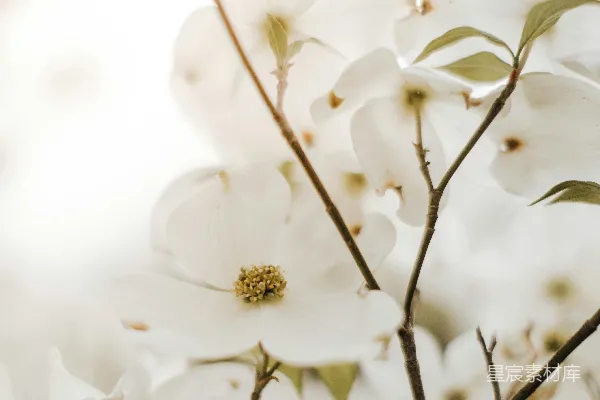 高清摄影 白樱花在白天盛开