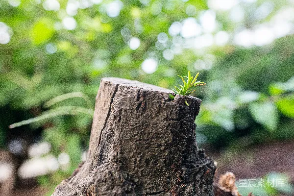高清摄影 树桩上长出了一株小植物。
