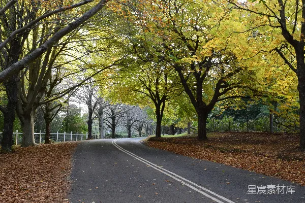 高清摄影 一条被树木环绕的道路，地上落叶堆积。