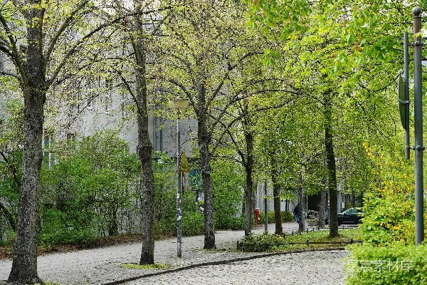 高清摄影 街道两旁种着树木，背景中有建筑物。