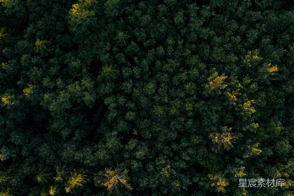 高清摄影 绿色森林的 aerial 照片