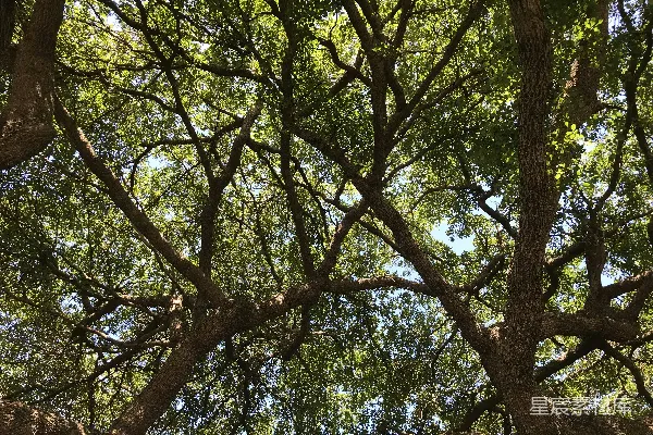 高清摄影 绿树