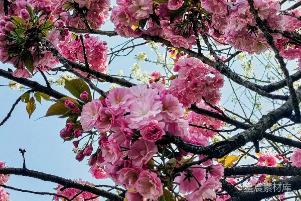 高清摄影 白天粉红色的樱桃 Blossom 树枝