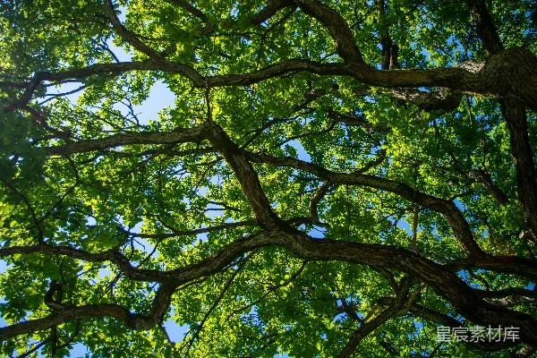 高清摄影 仰望一棵绿叶繁茂的树
