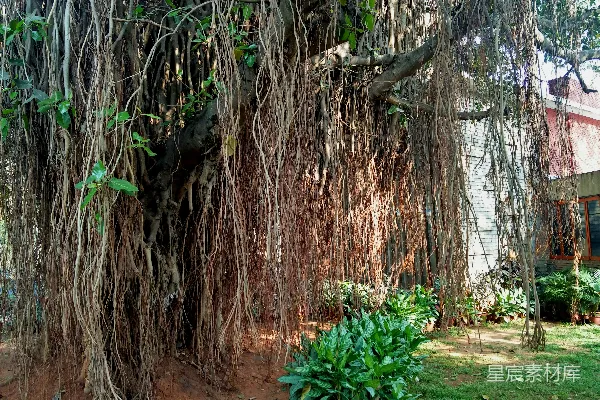 高清摄影 一棵长有许多藤蔓的大树