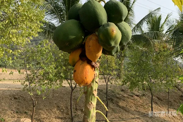 高清摄影 树上结了一堆水果