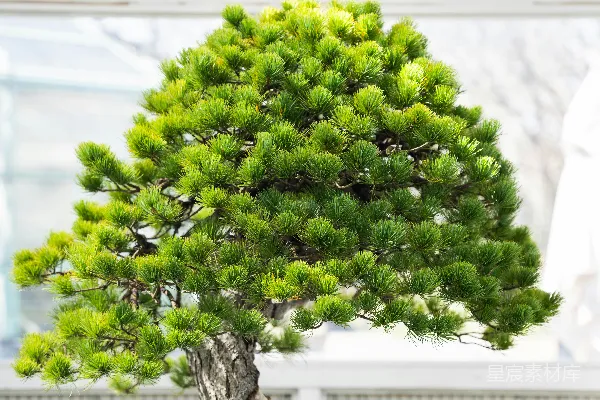 高清摄影 花盆里的树